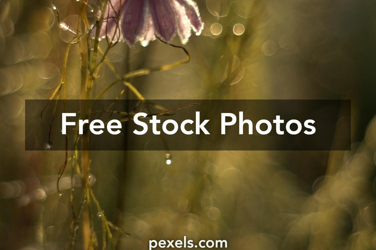 wildflowercases product image